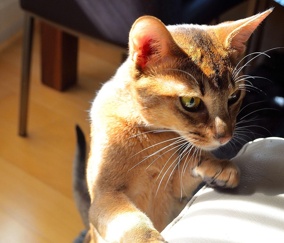 Animal animals cat