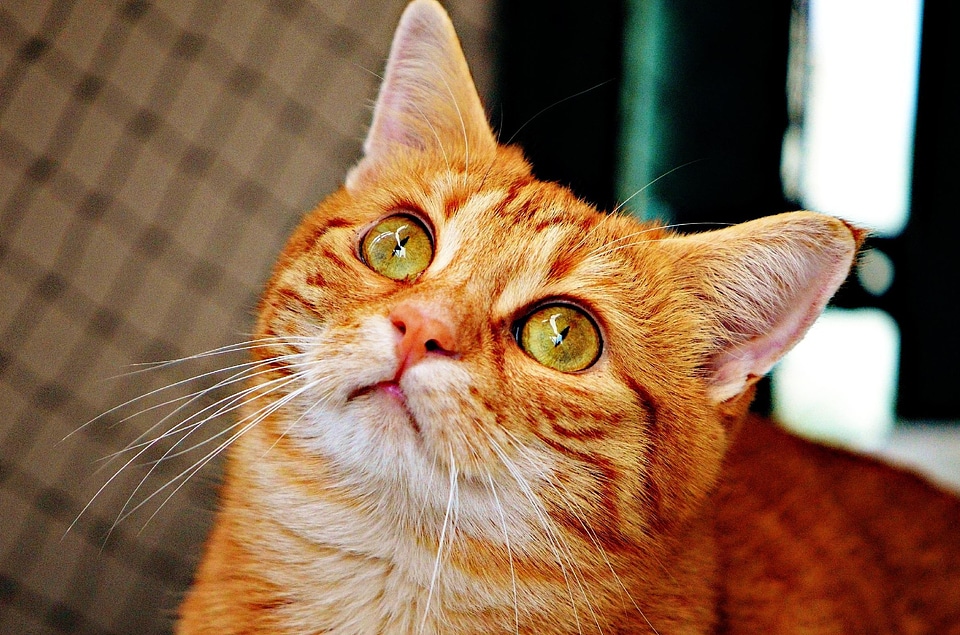 Animal beautiful photo cat