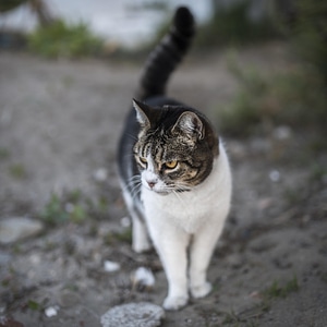 Animal cat claw