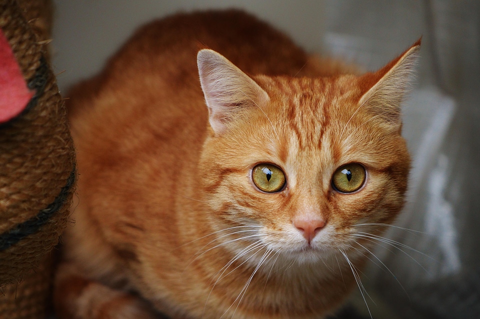 Adorable animal cat