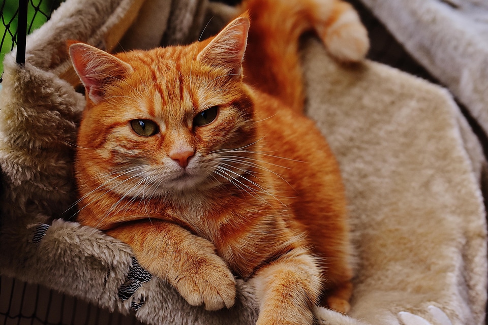 Adorable animal animals