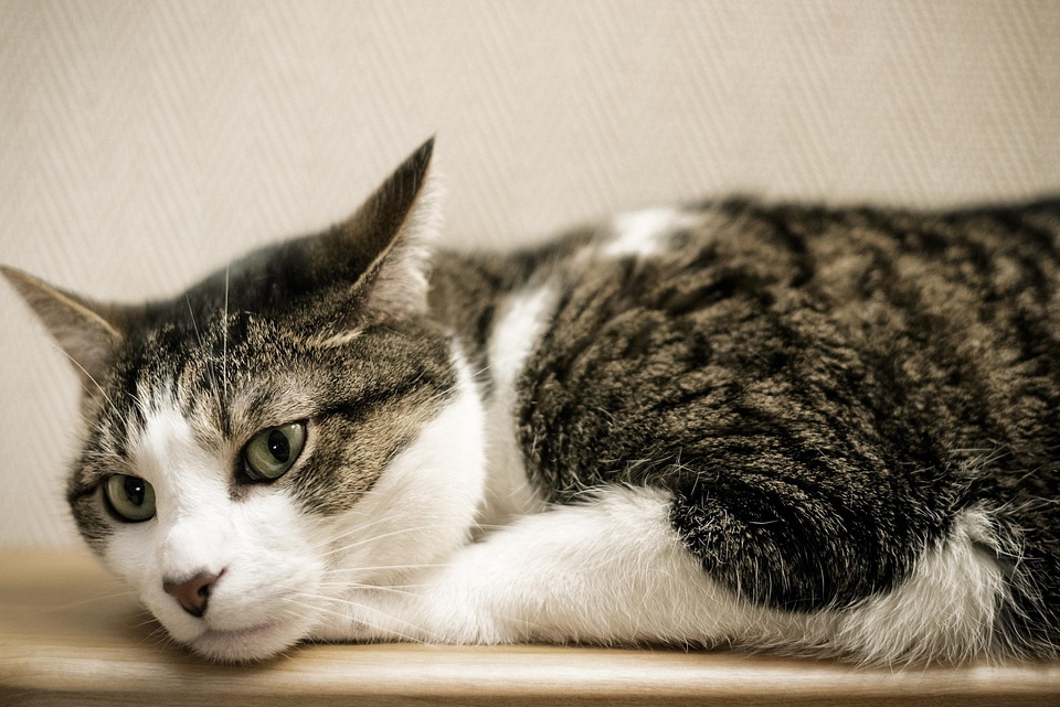 Adorable animal cat