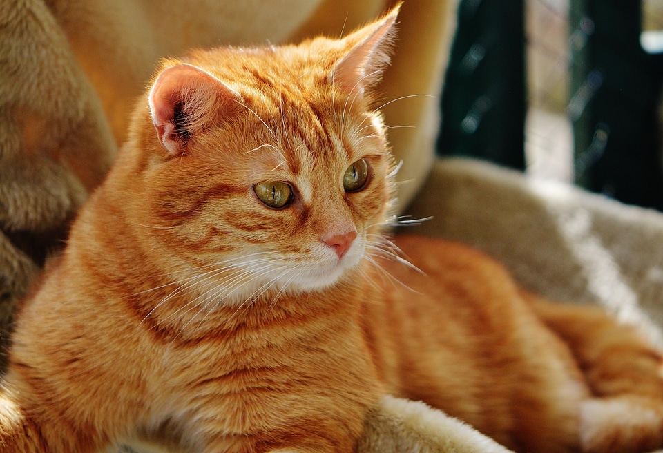 Animal beautiful photo cat