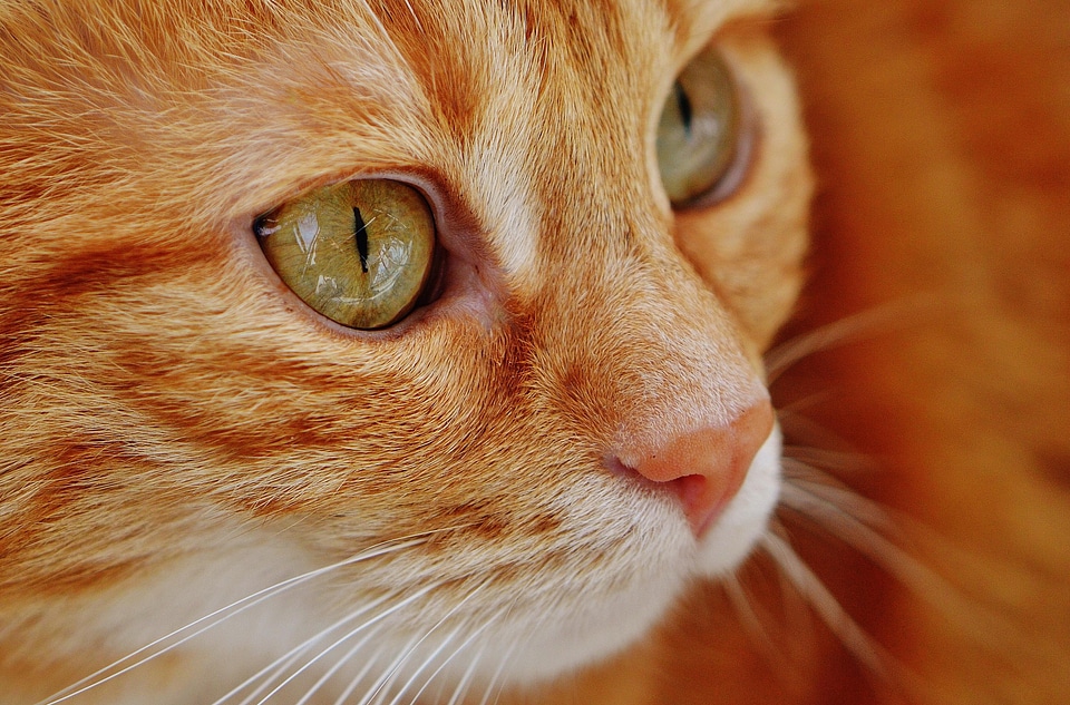 Animal beautiful photo cat