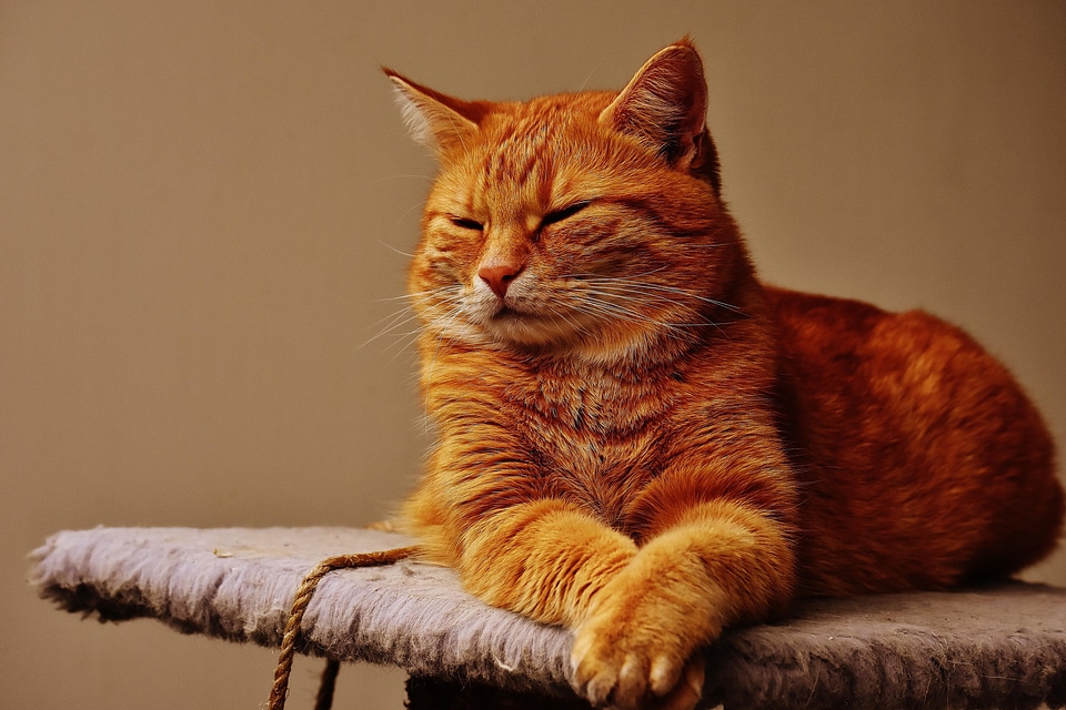 Animal beautiful photo cat
