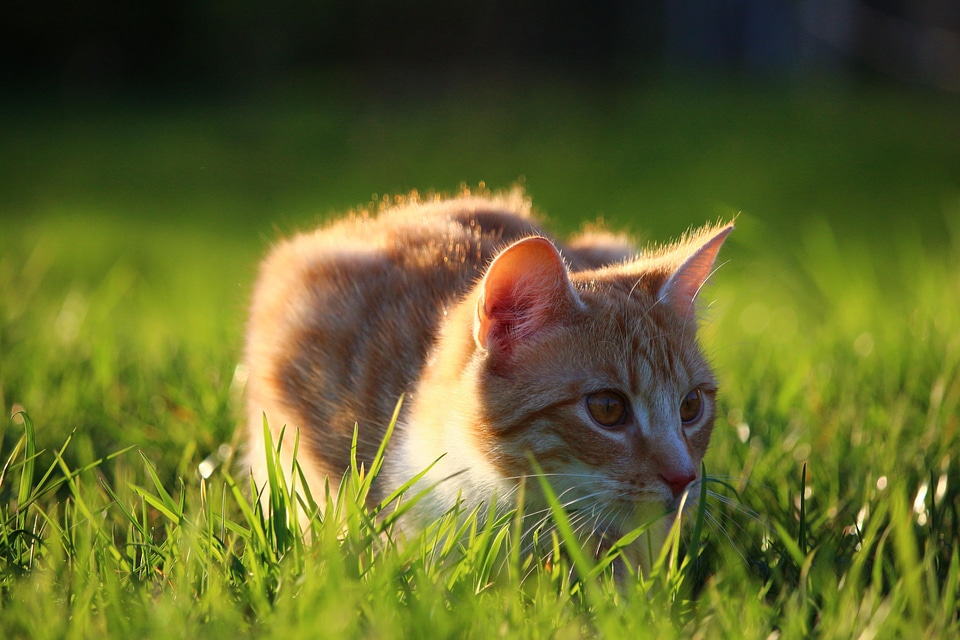 Animal beautiful photo cat