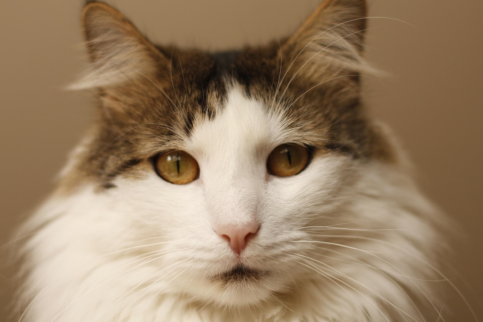 Adorable animal cat