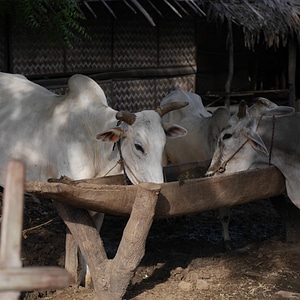 Potions burma myanmar