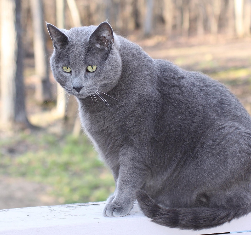 Animal animals cat
