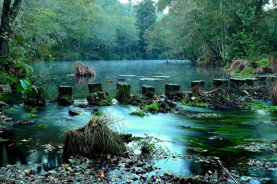 Creek environment foliage