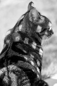 Animal black and white cat photo