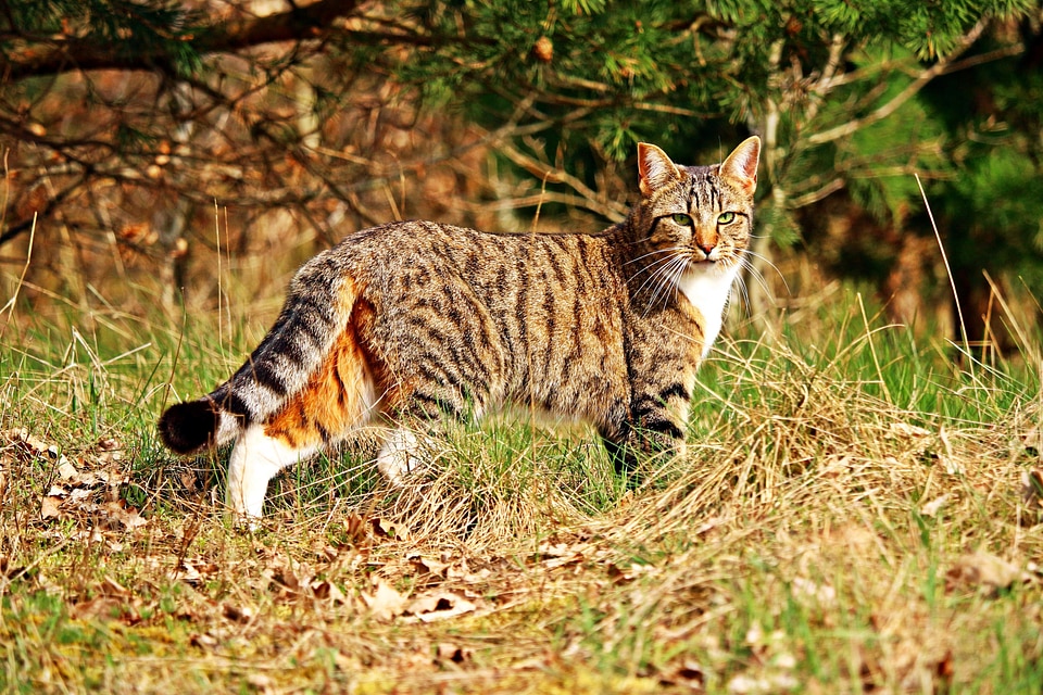 Animal carnivore cat