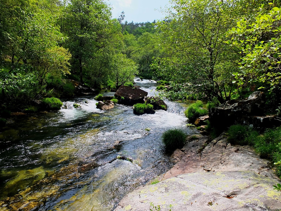 Creek environment foliage
