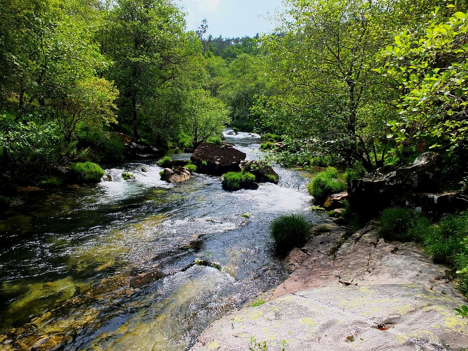 Creek environment foliage photo