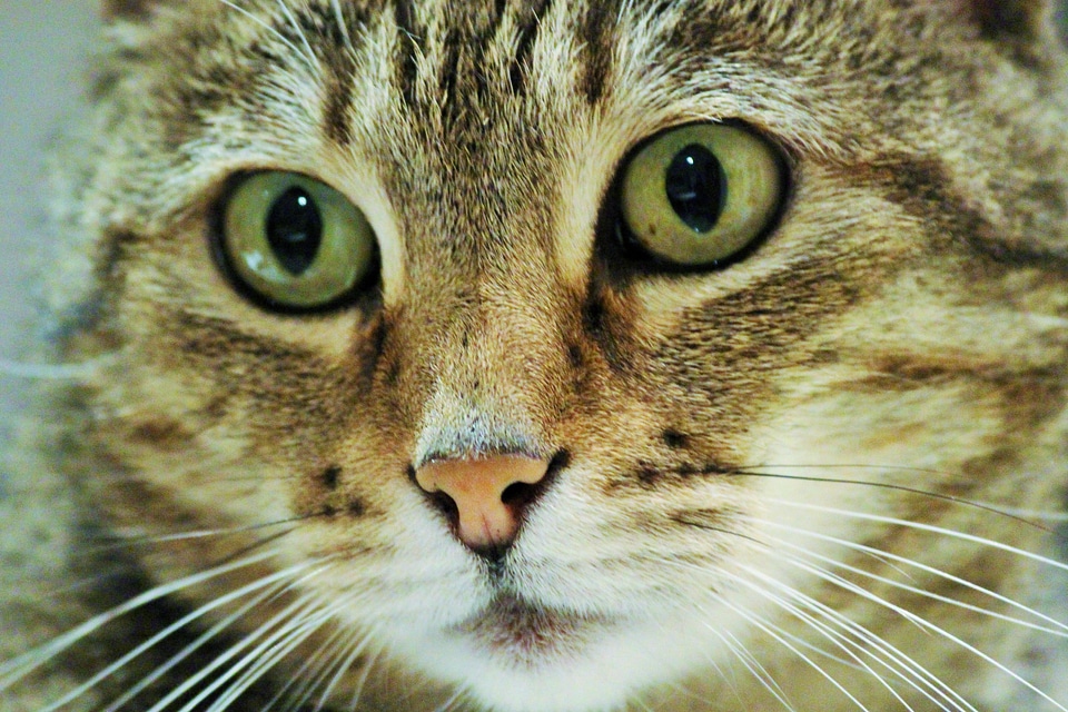 Adorable animal animals