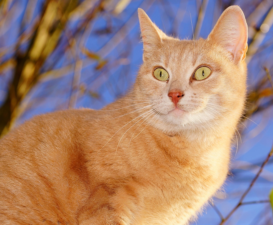 Adorable animal cat