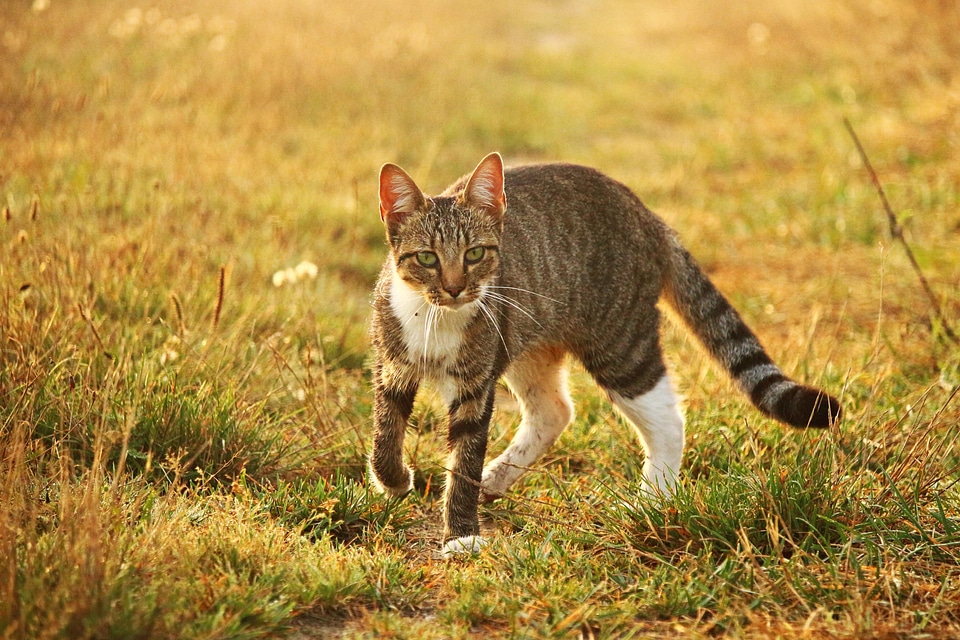 Animal cat claw