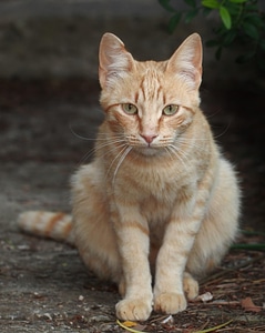 Adorable animal animals