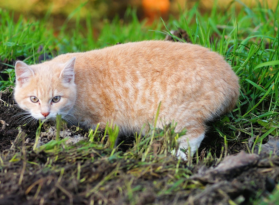 Adorable animal baby