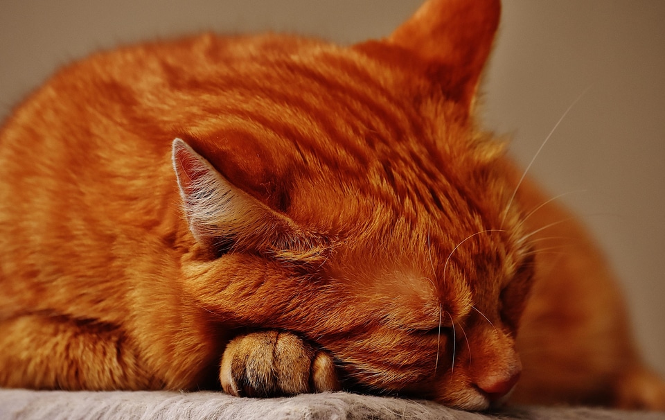 Animal beautiful photo cat