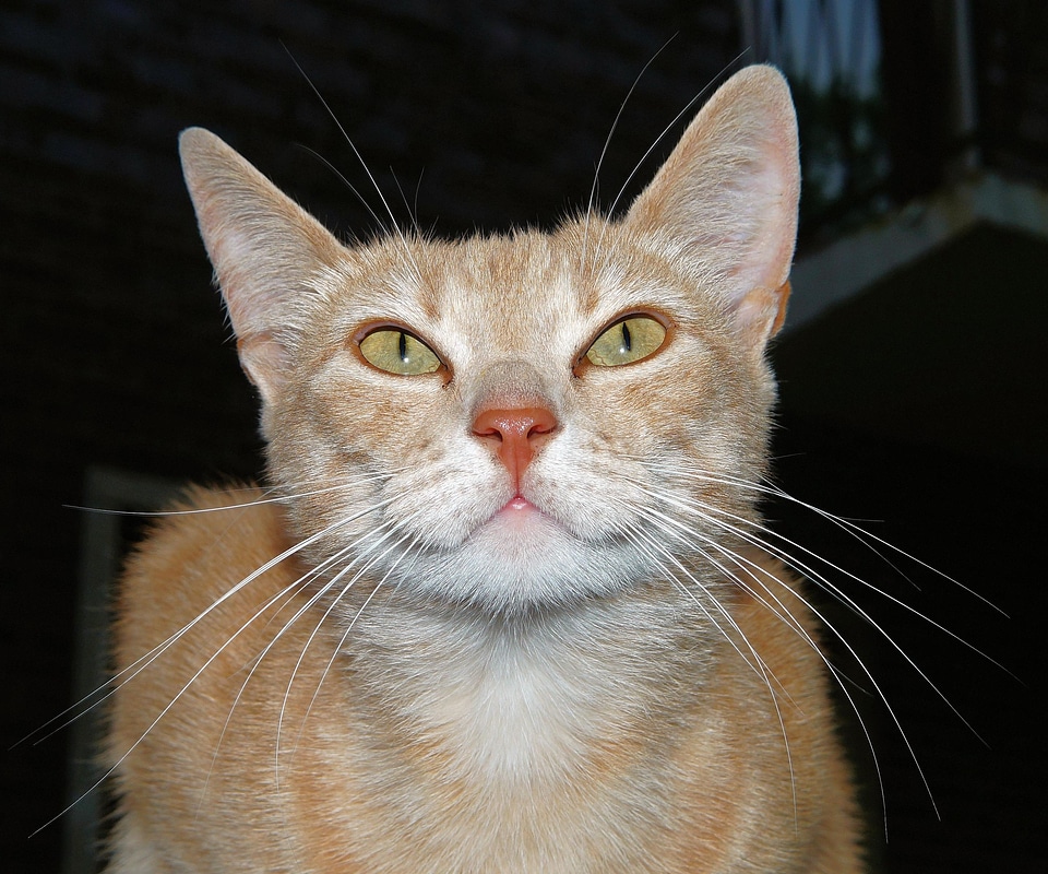 Adorable animal cat