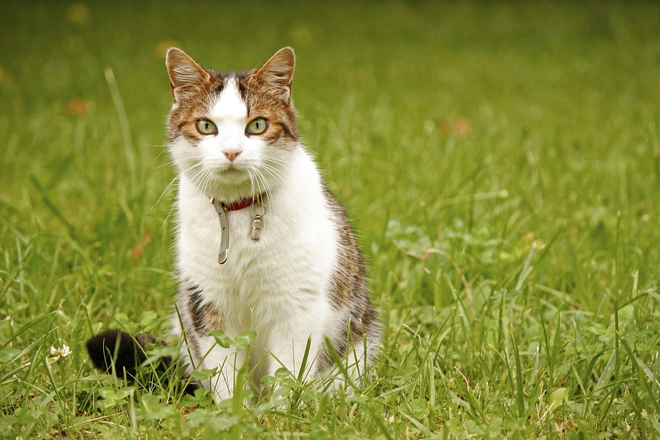 Animal beautiful photo cat