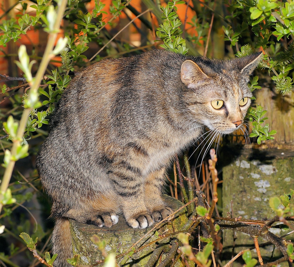 Adorable animal cat