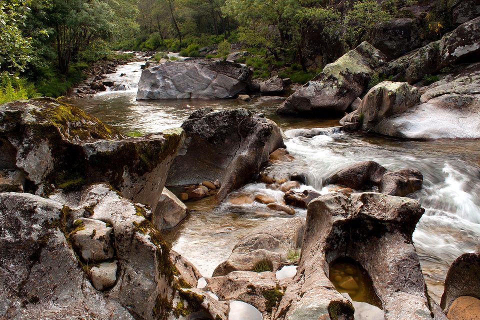 Creek environment foliage