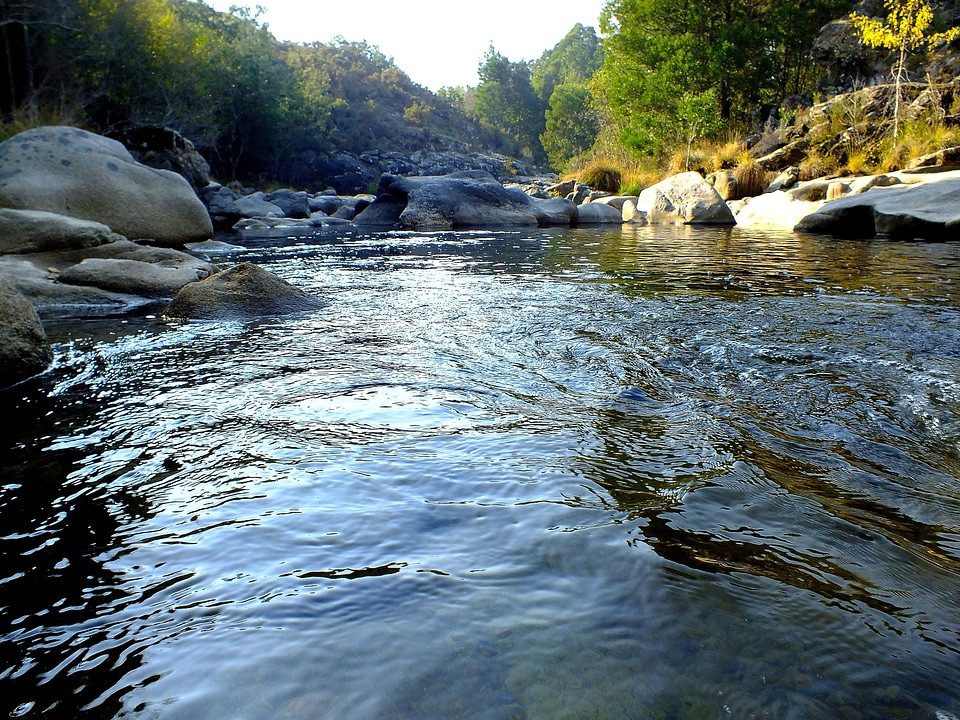 Creek environment foliage