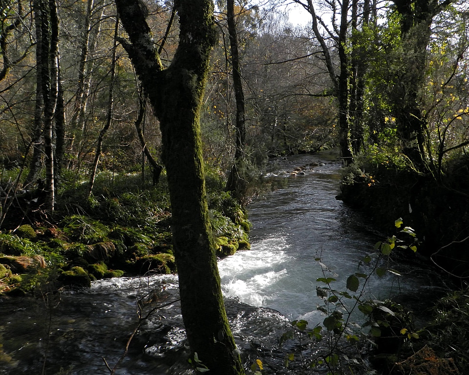 Autumn birch creek