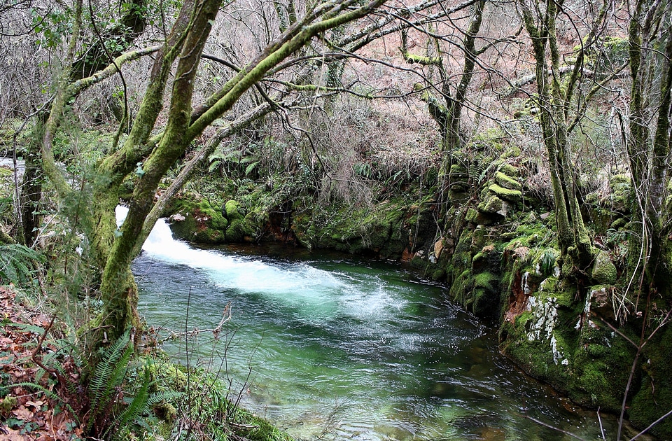 Creek environment foliage