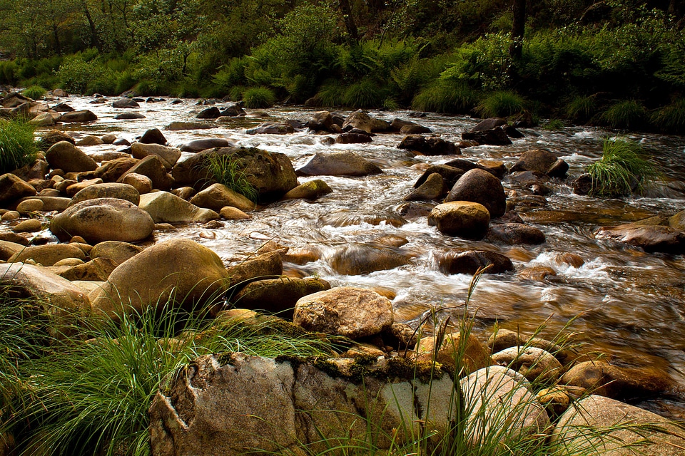 Creek environment foliage