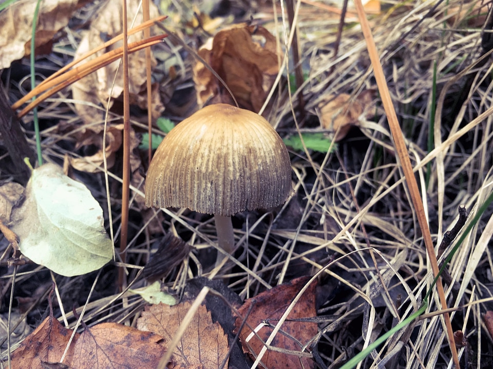 Autumn brown environment