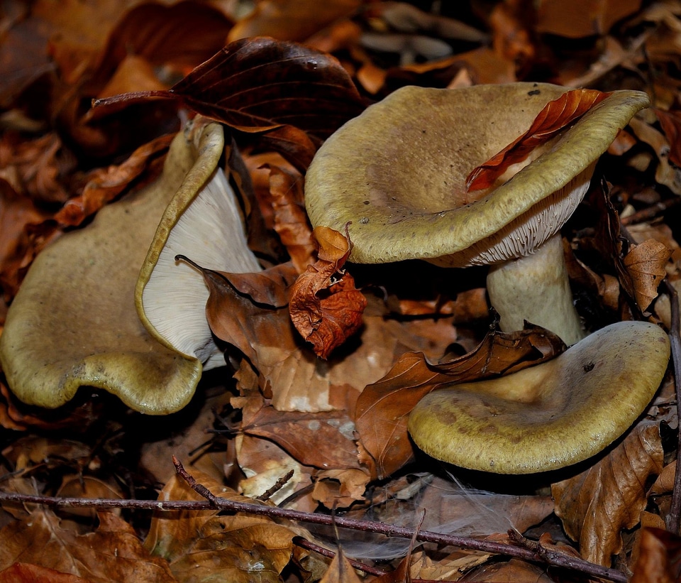 Autumn brown environment