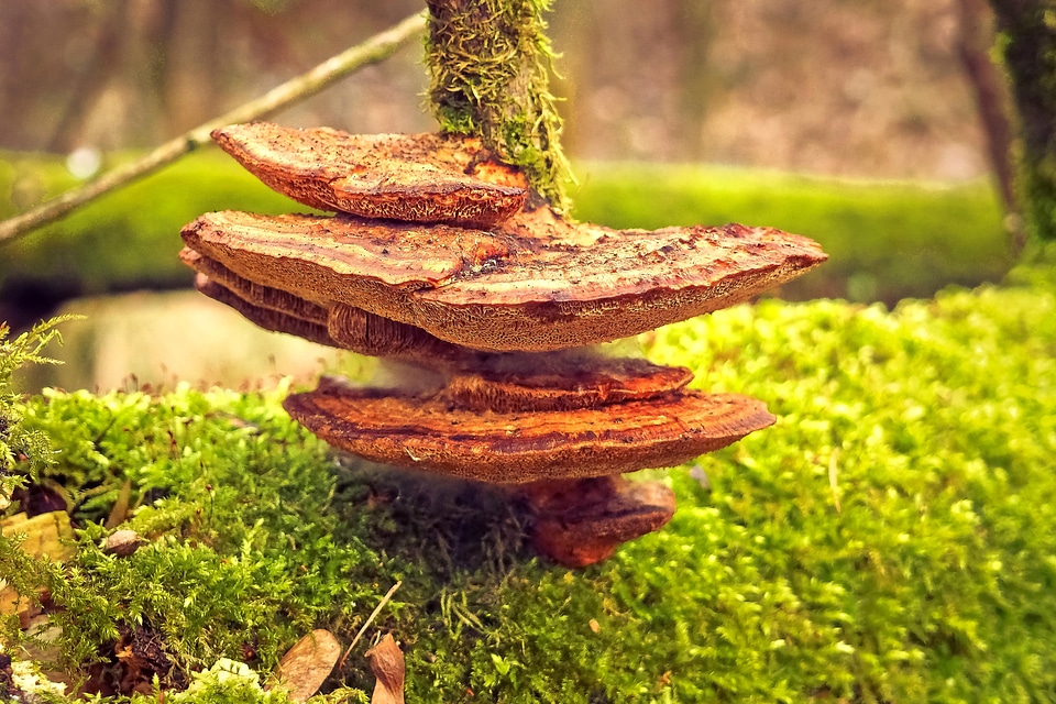 Autumn brown environment
