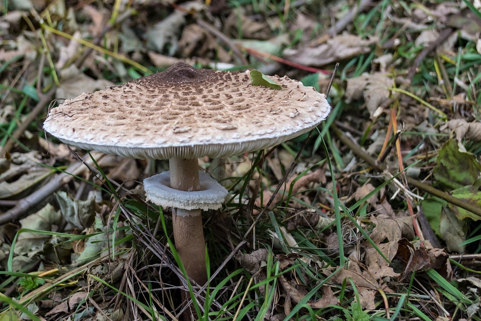 Autumn environment flora