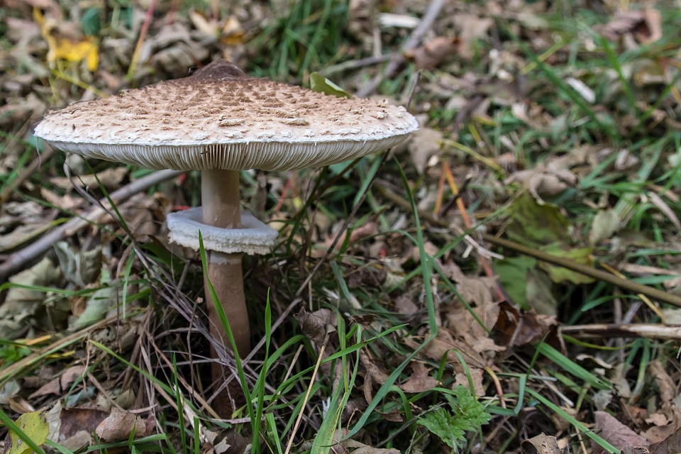 Autumn environment flora
