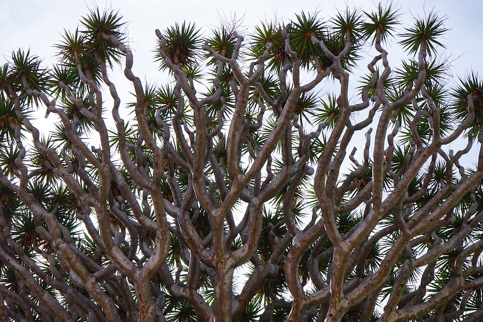 Excesses canary island dragon tree dracaena draco