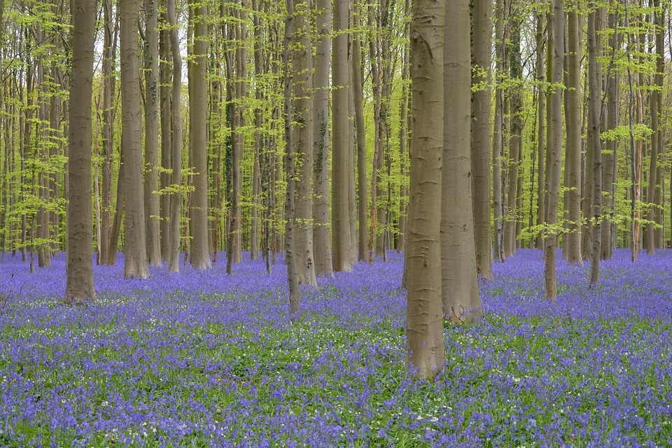 Beech branch countryside