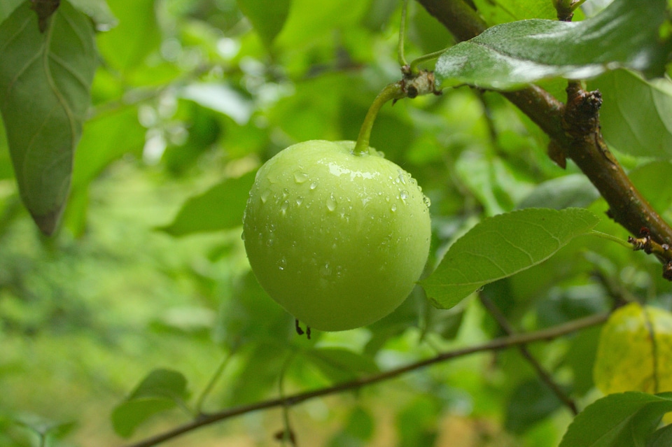 Green apple fruit rain