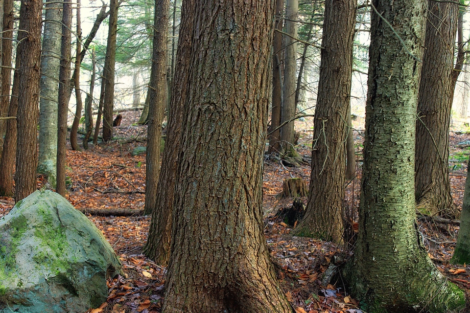 Autumn branch conifer