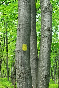 Autumn bark birch