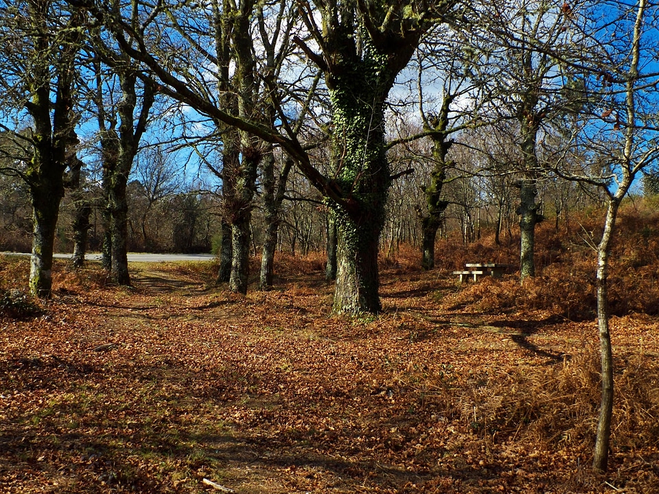 Autumn branch countryside