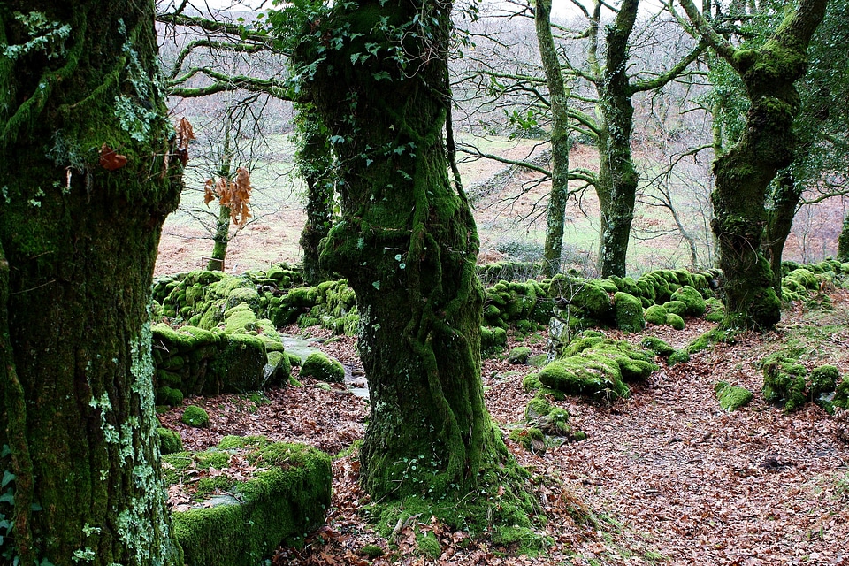 Beech branch environment photo