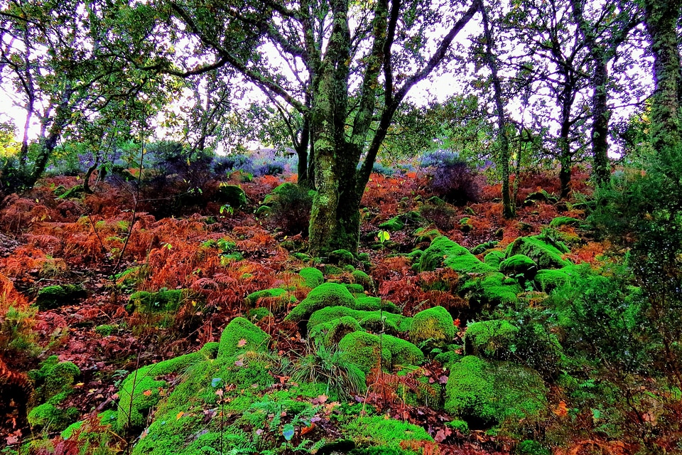Autumn branch environment