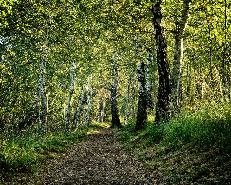 Beautiful Photo birch branch