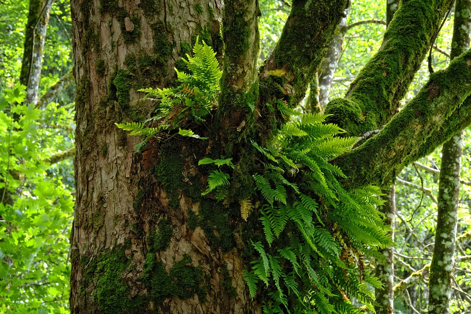 Bark branch daylight