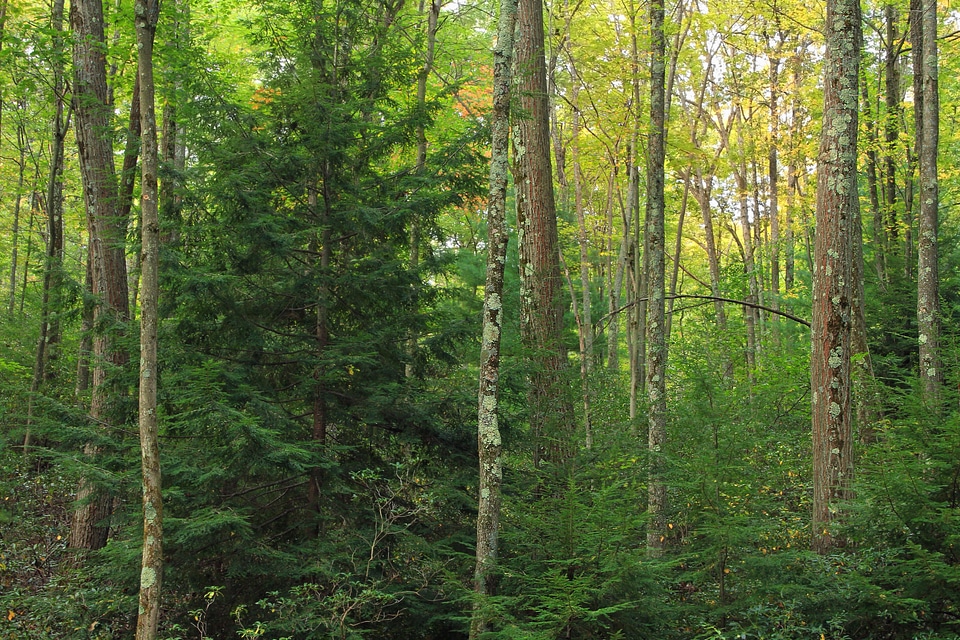 Birch branch daylight photo