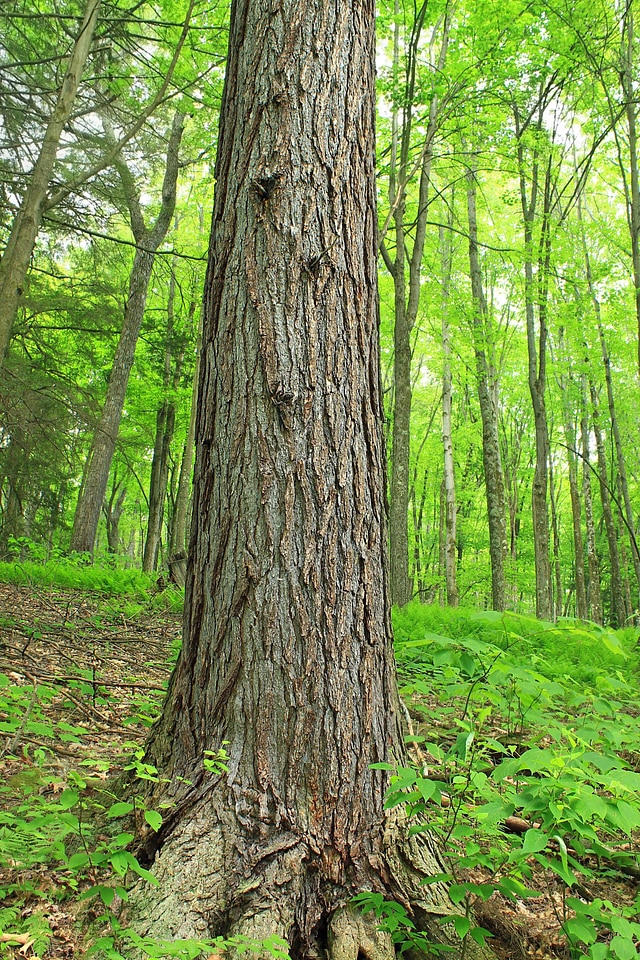 Bark branch environment