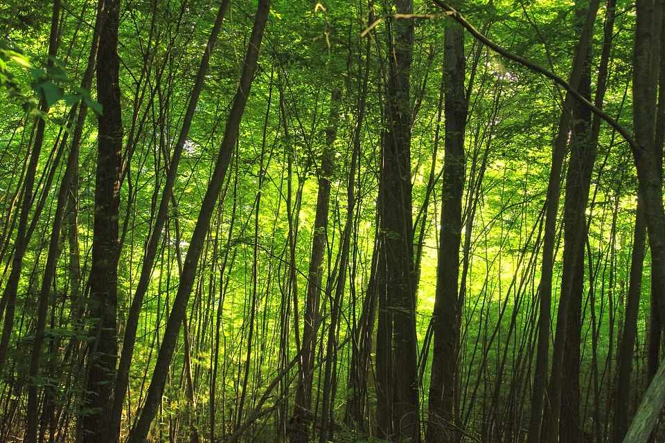Branch dawn environment